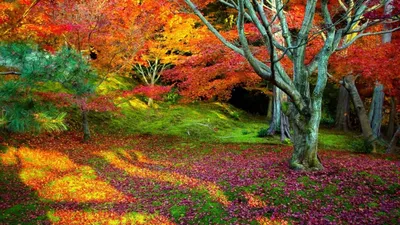 Картинки природа на рабочий стол 1920х1080 (100 фото) • Прикольные картинки  и позитив