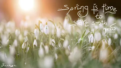 Обои на рабочий стол Spring is time to start, Вдохновение, мотивация, жизнь  — Коляда