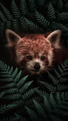 Животное обои для Андроид Full HD, лучшие 1080x1920 заставки на телефон |  Akspic