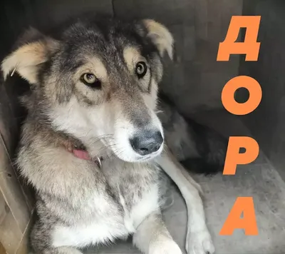 Приют для бездомных животных \"Остров надежды\" в Городце, ул. Новая, 119 -  фото, отзывы, рейтинг, телефон и адрес