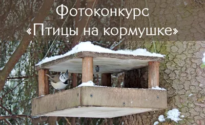 Смотри, снегири! Кормушка для птиц подвесная