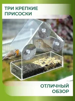 Птицы и белки: что положить в кормушку? – Заневское городское поселение