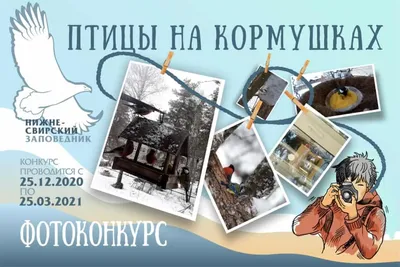 Раскраска Птицы в кормушке | Раскраски времена года - зима. Зимние  раскраски, раскраска зима