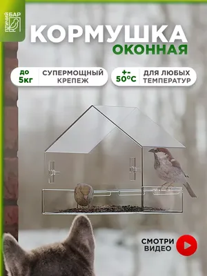 22 вида птиц, которые прилетают на кормушки (фото с названиями) | Птицы в  большом городе | Дзен