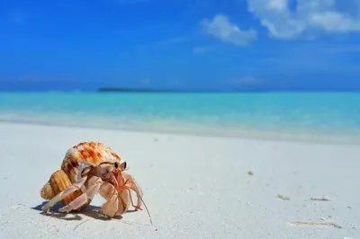 Ракушек, на берегу моря. Волны моря. Стоковое Фото - изображение  насчитывающей море, каек: 186271786