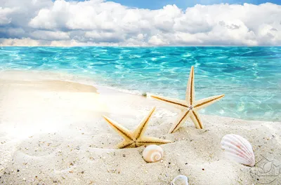 морские ракушки на берегу моря в португалии пляж Praia-da-ilha Deserta  Стоковое Фото - изображение насчитывающей рыбы, каждо: 221717370