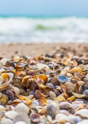 Морская Ракушка Ракушки На Берегу - Бесплатное фото на Pixabay - Pixabay