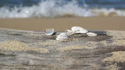 Ракушки На Море Фото – Telegraph