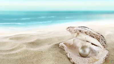 Ракушки Черного моря