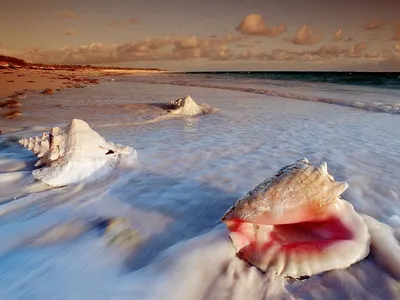 Ракушки Черного моря