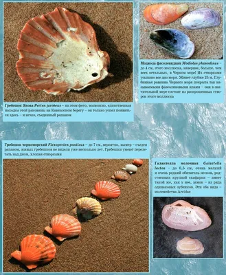 На берегу моря всегда много камней и среди них нередко можно найти ракушки.  | Все истории с хорошим концом.Lavr.Trevita. | Дзен