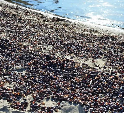 Ракушки на песчаном берегу моря крупным планом | Премиум Фото