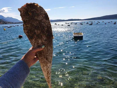 Ракушек, на берегу моря. Отдохнуть на пляже Tropical Стоковое Изображение -  изображение насчитывающей морск, естественно: 182388121