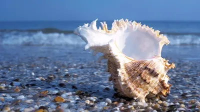 Ракушки на песке на берегу моря - обои на рабочий стол