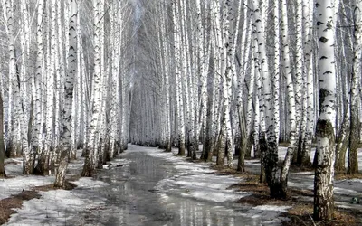 Ранняя весна - красивые картинки (100 фото)