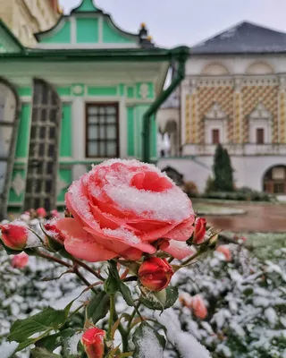 пасьянс белая роза на снегу Фото Фон И картинка для бесплатной загрузки -  Pngtree