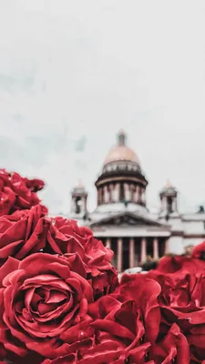 Картинки розы на телефон фото