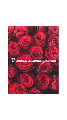 Обои на телефон Роза эстетика | Эстетика, Розы, Обои