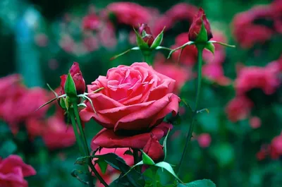 Роза красная роза красивые фотографии обои на телефон rose flower creative  photography | Plants, Rose, Flowers