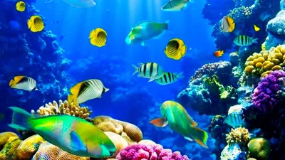 Живые обои на рабочий стол рыбки плавают - фото и картинки abrakadabra.fun