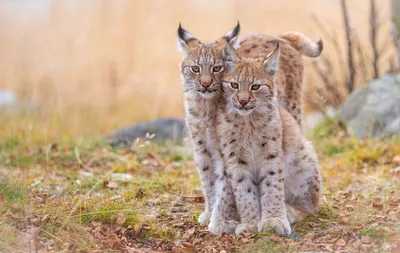 Фото рысь Большие кошки Животные