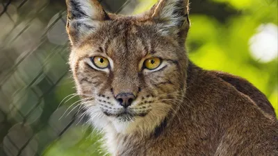 Рысь. Lynx (42 обоев) » Смотри Красивые Обои, Wallpapers, Красивые обои на рабочий  стол