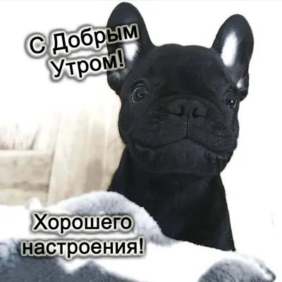 Необычные картинки \"С Добрым Утром!\" (312 шт.)