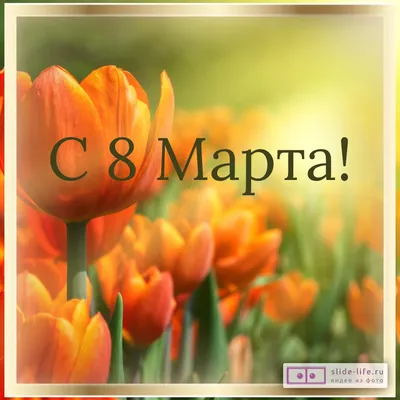 Букет тюльпанов на 8 марта | купить недорого с доставкой на Roza4u.ru