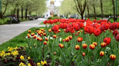 Пензенские женщины встречают 8 марта с цветами и поздравлениями от мужчин —  Общество — Пенза СМИ