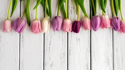 тайские цветы — скачать бесплатно обои на рабочий стол, картинка плюмерии,  плюмерия, цветок фон картинки и Фото для бесплатной загрузки