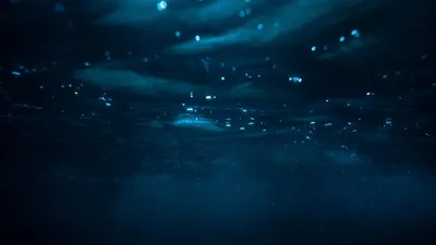 Обои на рабочий стол Пальмовый лист в прозрачной воде океана, обои для рабочего  стола, скачать обои, обои бесплатно