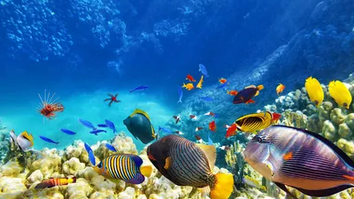 Обои Скрат под водой 1920х1080 Full HD картинки на рабочий стол фото  скачать бесплатно