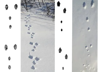Картинки следы зверей на снегу фотографии