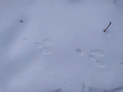 Тест: угадай животное по его следу на снегу | 03.03.2023 | Якутск -  БезФормата