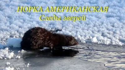Здесь были белка и заяц: как определить животное по отпечаткам лап на снегу  / Новости города / Сайт Москвы