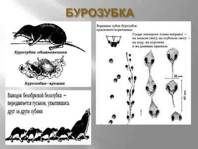 Выдрины катания