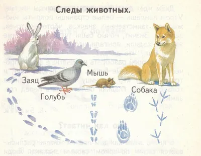 Следы животных на снегу, фото с названиями / Сибирский охотник
