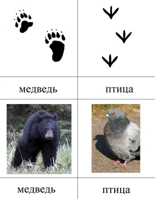 Следы животных на снегу - карточки Монтессори скачать | Следы животных,  Монтессори, След