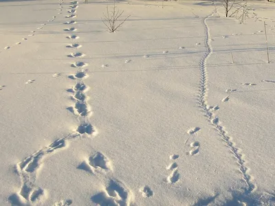 Следы зверей Подмосковья на снегу (Много фото!) - treepics.ru