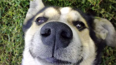 Дрессировка собак в ROCKDOG | Facebook