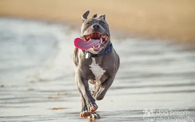 Dogs, Nanny dog, Pitbull dog