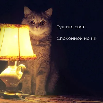 Прикольные картинки \"Спокойной ночи!\" (186 шт.)