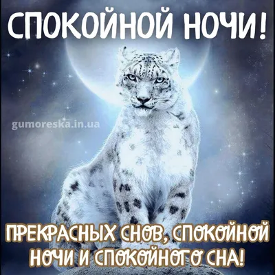 Книга Книга Спокойной ночи, Джун Сара Джио (на украинском языке) от  продавца: BooksHobbyToys – купить в Украине | ROZETKA | Выгодные цены,  отзывы покупателей