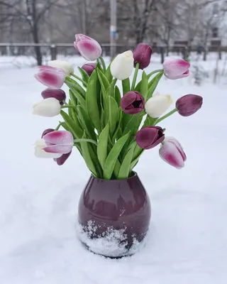 Картинки тюльпаны на снегу фотографии
