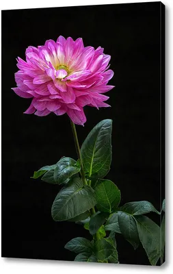 Pin by Irina on цветы | Plant wallpaper, Flower background wallpaper,  Flower wallpaper