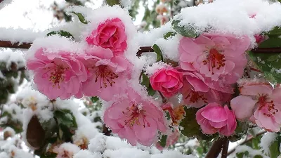 Цветы в снегу, артикул: 333020075, с доставкой в город Волгоград