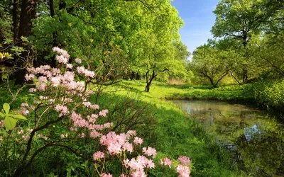 Картинки весна на рабочий стол (68 лучших фото)