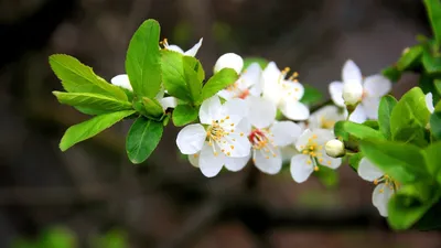 Обои Рисованное -(Природа), обои для рабочего стола, фотографии рисованные,  природа, ожидание, весна, цветение, яйца Обои для рабочего стола, скачать  обои картинки заставки на рабочий стол.