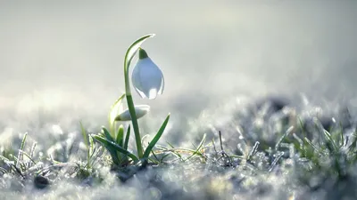Картинка на рабочий стол весна, природа, парк, красиво, позитивно 1920 x  1080