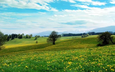 Цветение природы весной, природа во красе - обои на рабочий стол